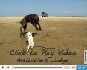 Click to Play Video Clip of Judge on the beach!